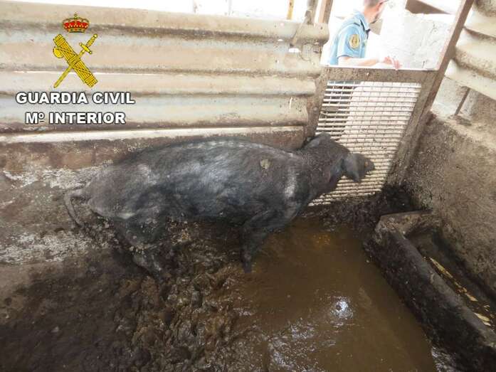 Imagen de uno de los cochinos de la granja (Foto TA).